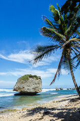 Palm trees and coral rocks on the beach of Bathsheba, Barbados, Caribbean West-Indies Islands. This...