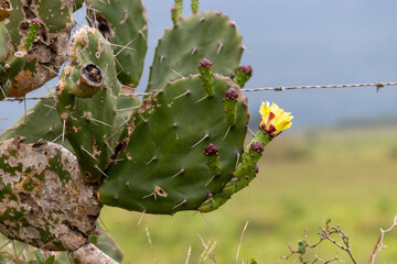 The rustic beauty of cactuses that grew on a fence on the banks of a dirt road.	