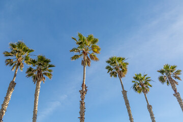 Looking up at tall palm trees on the Californian coast - 746104940