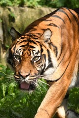 Tygrys sumatrzański - Ratu z Warszawskiego Zoo © Pit75Wawa
