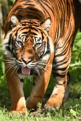 Tygrys sumatrzański - Ratu z Warszawskiego Zoo © Pit75Wawa