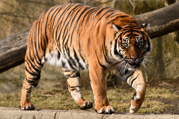Naklejka na ściany i meble Tygrys sumatrzański - Ratu z Warszawskiego Zoo