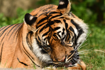 Tygrys sumatrzański - Ratu z Warszawskiego Zoo © Pit75Wawa