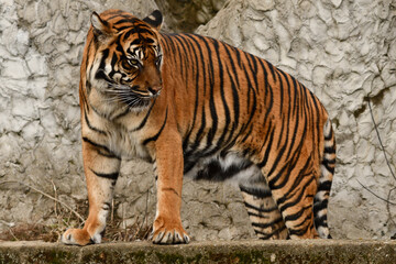 Tygrys sumatrzański - Ratu z Warszawskiego Zoo © Pit75Wawa