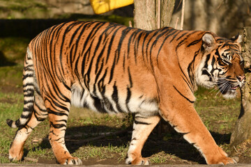 Tygrys sumatrzański - Ratu z Warszawskiego Zoo © Pit75Wawa