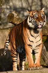 Tygrys sumatrzański - Ratu z Warszawskiego Zoo © Pit75Wawa