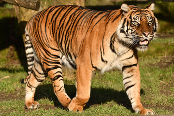 Tygrys sumatrzański - Ratu z Warszawskiego Zoo © Pit75Wawa