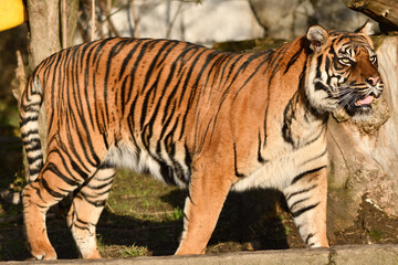 Tygrys sumatrzański - Ratu z Warszawskiego Zoo © Pit75Wawa