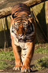 Tygrys sumatrzański - Ratu z Warszawskiego Zoo © Pit75Wawa