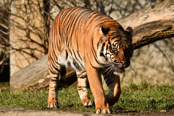 Tygrys sumatrzański - Ratu z Warszawskiego Zoo © Pit75Wawa