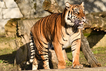 Tygrys sumatrzański - Ratu z Warszawskiego Zoo