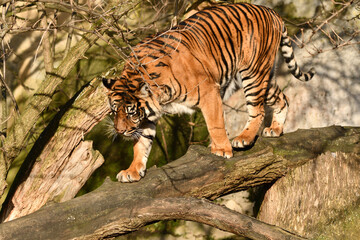 Tygrys sumatrzański - Ratu z Warszawskiego Zoo © Pit75Wawa