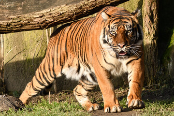 Tygrys sumatrzański - Ratu z Warszawskiego Zoo © Pit75Wawa