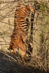 Tygrys sumatrzański - Ratu z Warszawskiego Zoo © Pit75Wawa