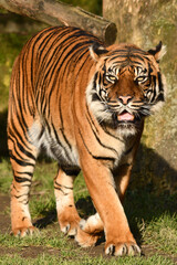 Tygrys sumatrzański - Ratu z Warszawskiego Zoo © Pit75Wawa