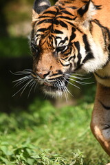 Tygrys sumatrzański - Ratu z Warszawskiego Zoo © Pit75Wawa