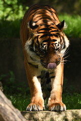 Tygrys sumatrzański - Ratu z Warszawskiego Zoo © Pit75Wawa