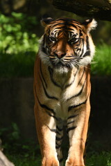 Tygrys sumatrzański - Ratu z Warszawskiego Zoo © Pit75Wawa