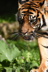 Tygrys sumatrzański - Ratu z Warszawskiego Zoo © Pit75Wawa