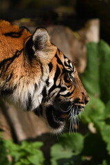 Tygrys sumatrzański - Ratu z Warszawskiego Zoo © Pit75Wawa