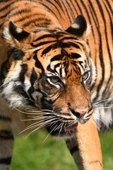 Tygrys sumatrzański - Ratu z Warszawskiego Zoo © Pit75Wawa