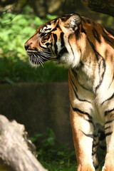 Tygrys sumatrzański - Ratu z Warszawskiego Zoo - obrazy, fototapety, plakaty