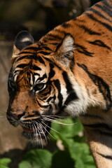 Tygrys sumatrzański - Ratu z Warszawskiego Zoo © Pit75Wawa