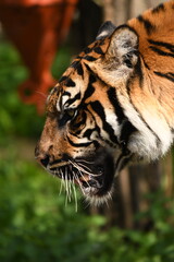 Tygrys sumatrzański - Ratu z Warszawskiego Zoo © Pit75Wawa