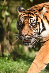 Tygrys sumatrzański - Ratu z Warszawskiego Zoo