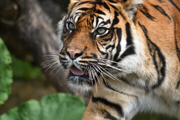 Tygrys sumatrzański - Ratu z Warszawskiego Zoo © Pit75Wawa