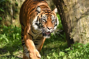 Tygrys sumatrzański - Ratu z Warszawskiego Zoo - obrazy, fototapety, plakaty