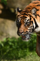 Tygrys sumatrzański - Ratu z Warszawskiego Zoo © Pit75Wawa