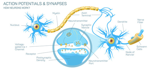 how neurotransmitter works? The process the brain neurons communicate each other anatomy vector illustration. Action potentials and synapses. multiple sclerosis formation. Motor neuron communication.