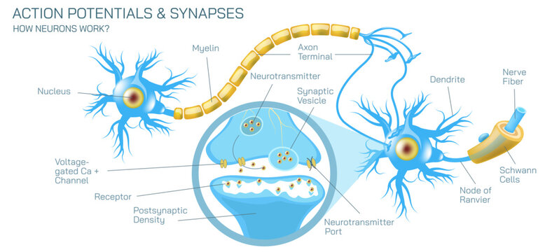 how neurotransmitter works? The process the brain neurons communicate each other anatomy vector illustration. Action potentials and synapses. multiple sclerosis formation. Motor neuron communication.