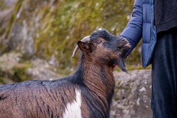 Fototapeta premium People caressing bezoar goat. Capra hircus.