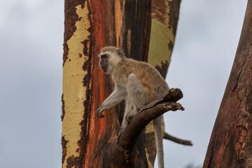 Vervet Monkey on the Branch of a Tree with Yellow and Red Bark in Lake Manyara National Park, Arusha, Tanzania, Africa - 746106532