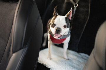 Boston Terrier dog standing on the back seat of a car. Her tongue is out slightly. She is wearing a harness and is hooked on safely. - 746106571