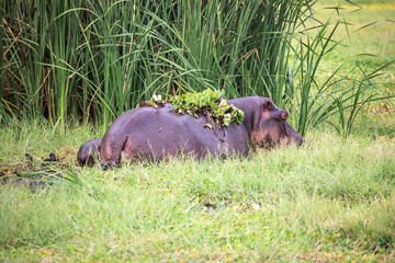 Mama Hippo Grazing in the Tall Swamp Grass with Baby Hippo at Her Side in Lake Manyara National Park, Arusha, Tanzania, Africa - 746106985