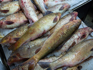 Carp, a freshwater fish for sale at the fishmonger's stall,