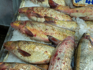 Fototapeta premium Carp, a freshwater fish for sale at the fishmonger's stall,