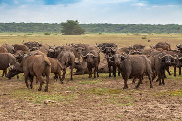 A Herd of Cape Buffalo Grazing in Lake Manyara National Park, Tanzania, Africa  