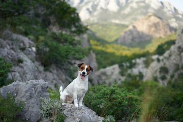 A Jack Russell Terrier dog sits proudly on a rocky trail. Surrounded by mountains, this little...