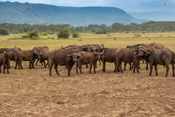 A Herd of Cape Buffalo Grazing in Lake Manyara National Park, Tanzania, Africa - 746107775