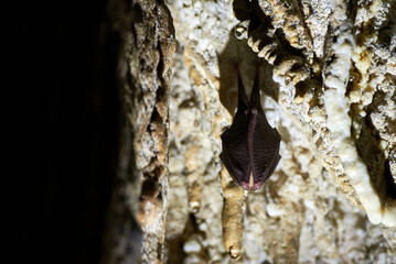 Lesser horseshoe bat hanging in a cave (Rhinolophus hipposideros)