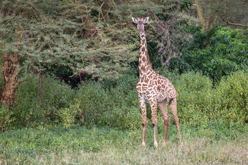 Masai Giraffe Standing Alone in a Forested Area, Lake Manyara National Park, Tanzania, Africa