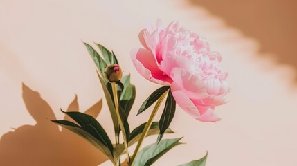 a pink flower sitting on top of a wooden table next to a shadow of a person's shadow on the wall.