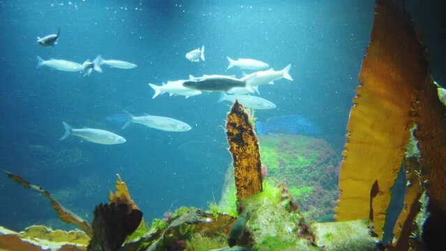 aquarium