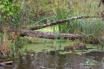 Fallen Tree Branches Lean Over the Bright Green Mossy Water of Maurepas Swamp, Louisiana - 746108939