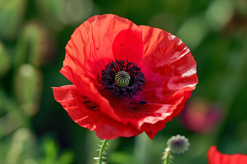 red poppy with a black center