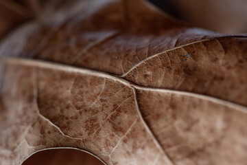 Dry brown leaf